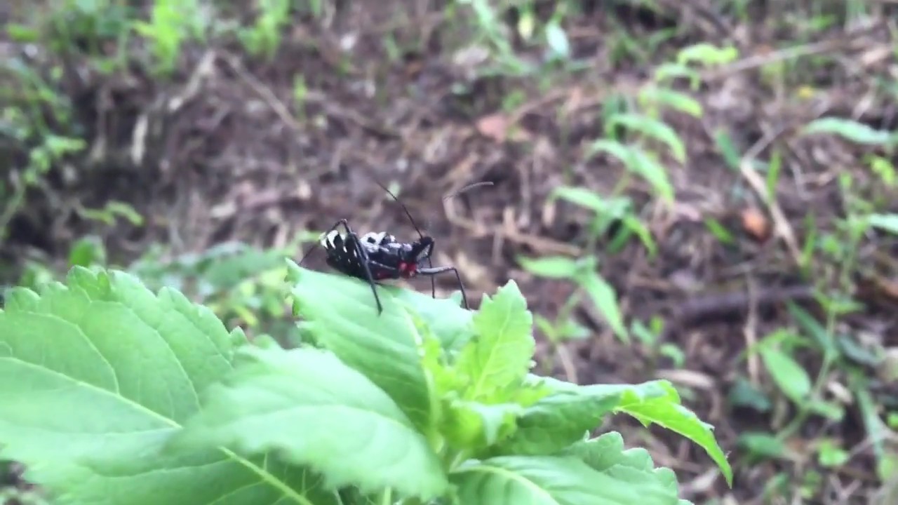 子育て応援わらべうたと小さいもの「いもにんじん」Japanese Nursery Rhyme YouTube