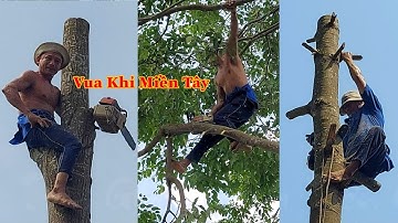 Hồi hộp và gây cấn xen lẫn hài hước khi Vua Khỉ cưa cây Dầu & 2 cây Sao sẽ như thế nào? Cutting tree