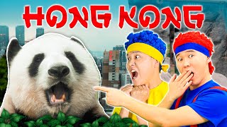 exploring the world cha cha boom booms journey in hong kong d billions travels