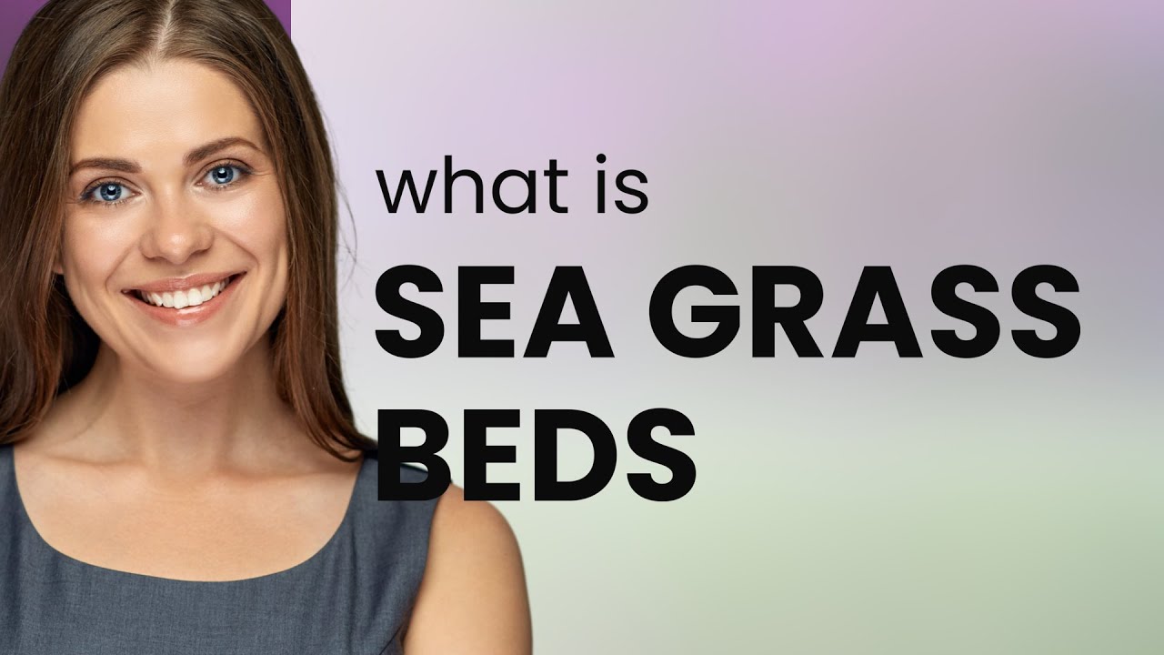 Understanding Sea Grass Beds: A Dive into the Underwater World