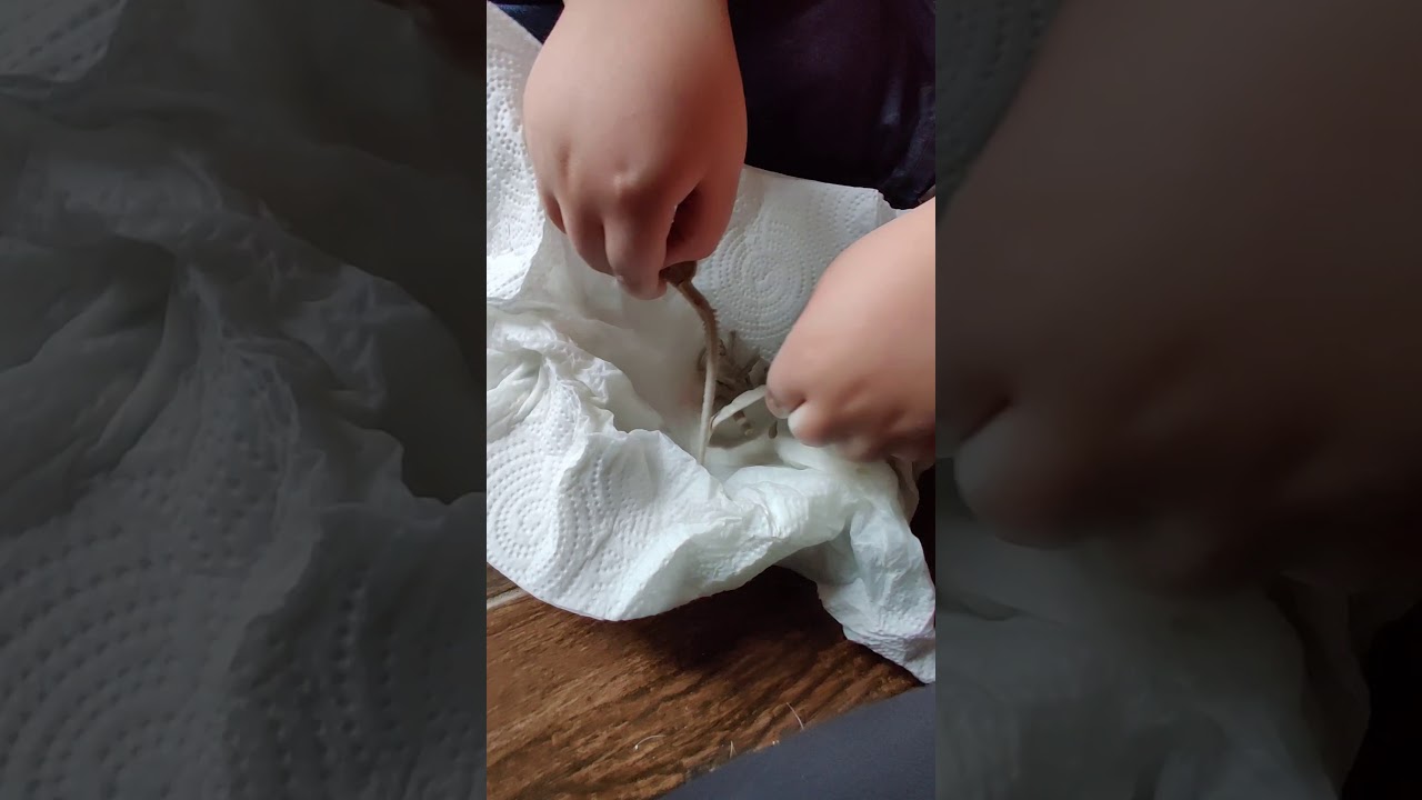 Dr. Steve Hunters Dino Dig Excavation Kit - Velociraptor (Time Lapse)