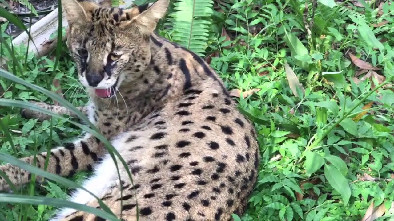 leopard print Will Bobcat Goes Home