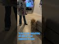 So you want a puppy#shorts#pets#dog#puppy#pomeranian#cute#fyp#pov#love#dogs#funny#comedy