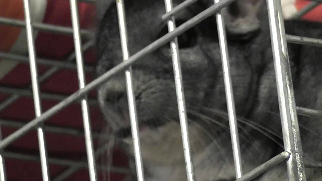 chinchilla sounds Miha shouting calling other chinchillas guineas 00000047 YouTube