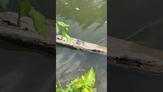Soft shell turtle basking on log screenshot 1