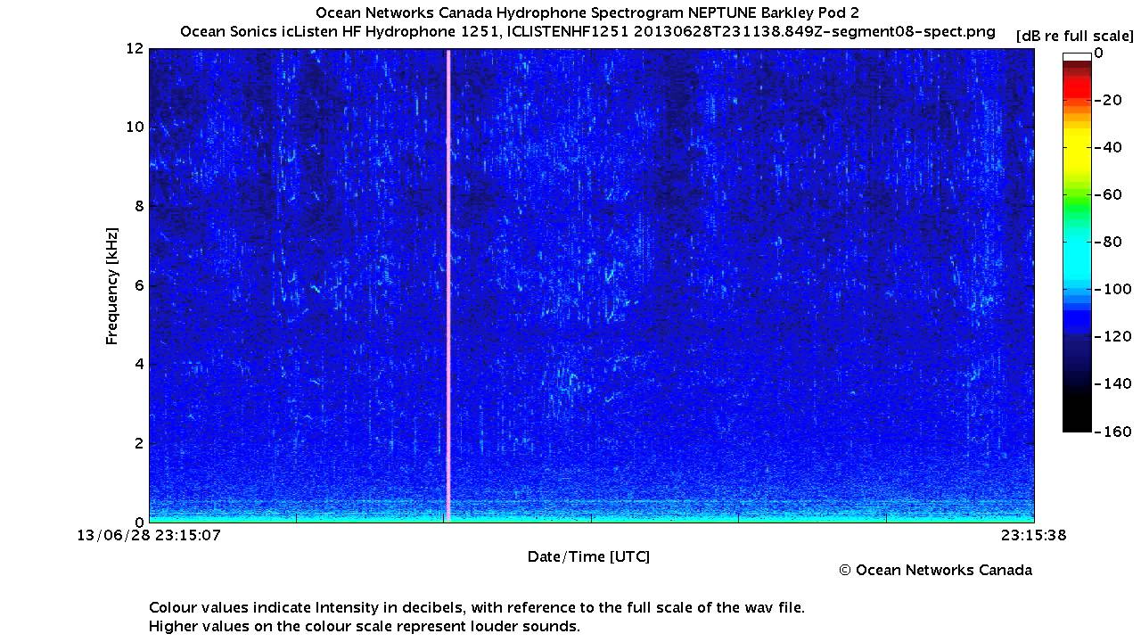 Pacific White-sided Dolphins and Sperm Whales