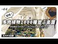【多肉植物天国】1000種以上を栽培する多肉・サボテンナーセリーが凄すぎた【カクタス広瀬】【神奈川県】