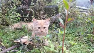 KUCING...!!! Anak Kucing Oyen Lucu Bermain disemak-semak..||Cute Oyen Kittens Playing in the bushes. by kucing meaung 76 views 11 months ago 4 minutes, 21 seconds