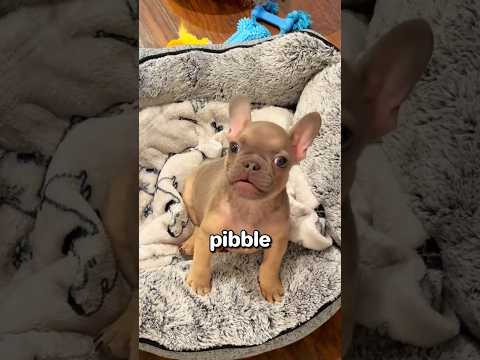 هذا بيبل الرائع يحب التحدث 