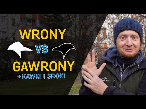 Wideo: Gdzie Odlatują Gawrony?