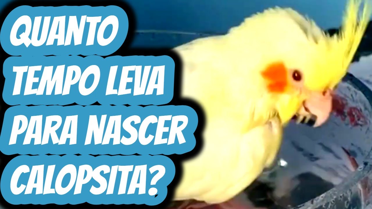 Quanto tempo demora para chocar um ovo de calopsita? Quantos dias leva ...