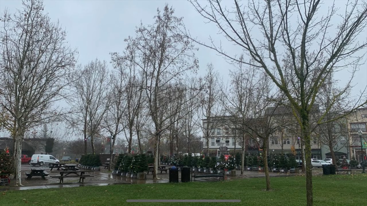 CHARLIE BROWN CHRISTMAS TREE GROVE WINDSOR, CALIFORNIA YouTube