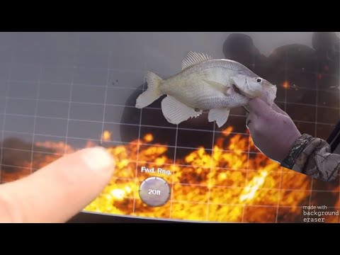 Crappie fishing with livescope 