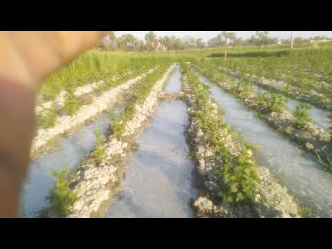 वीडियो: इनडोर फूलों की खेती की जिज्ञासा, या एक आत्म-पानी देने वाला बर्तन