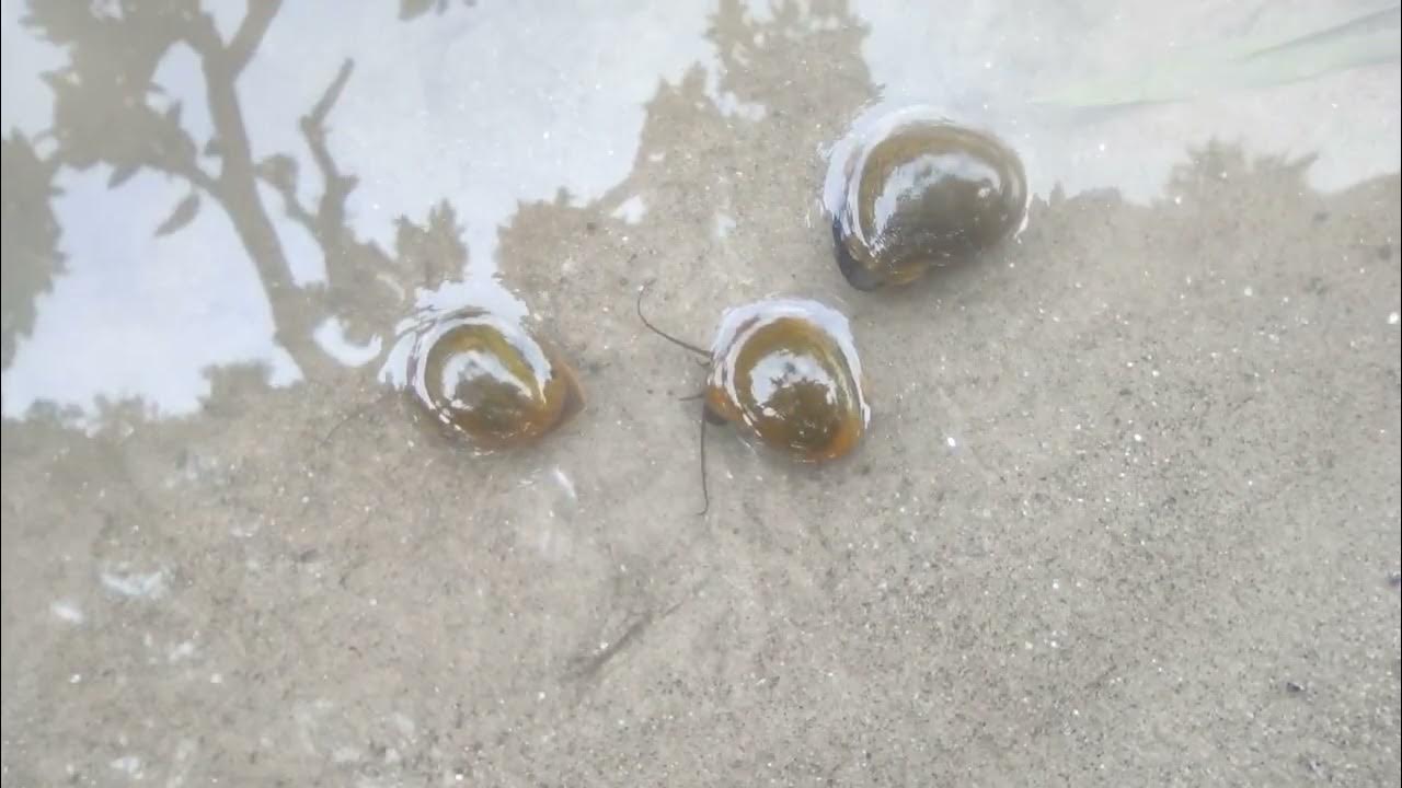 snail snail movement snails snails YouTube