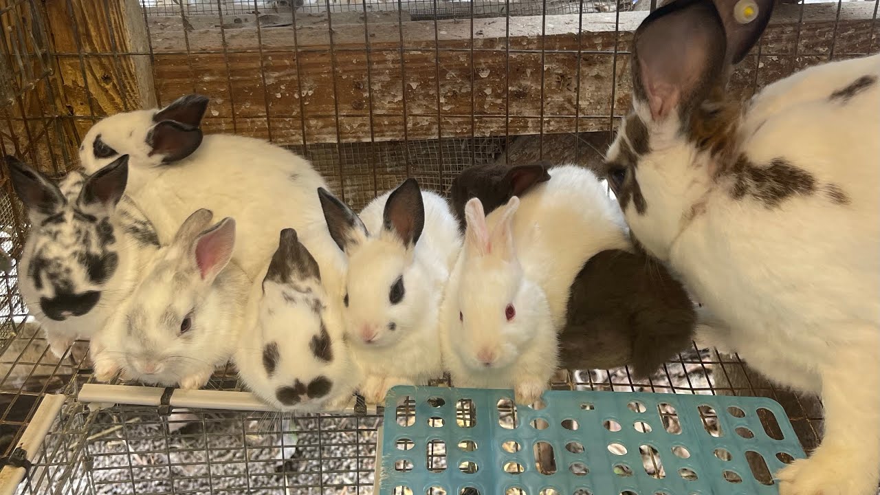 Conejos para producción de carne con excelente genética.