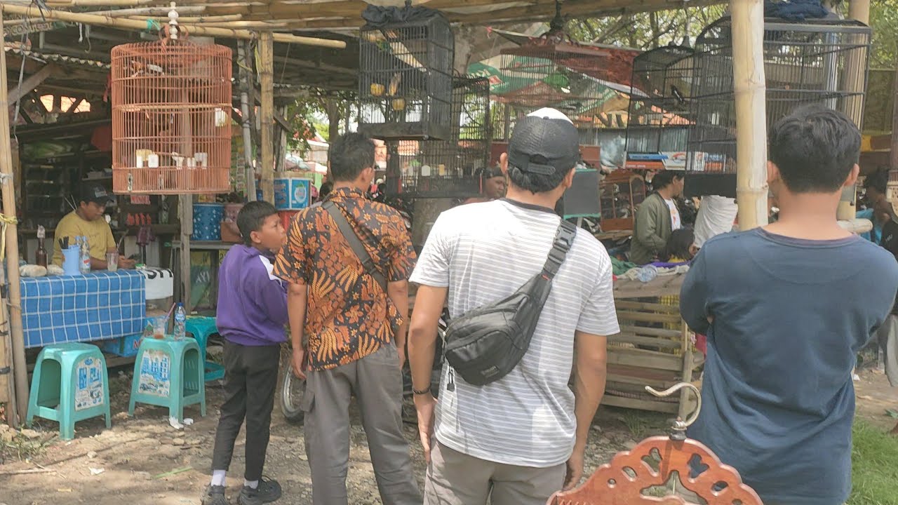 BAPAK NYA SELALU MENYEDIAKAN  BURUNG GACORAN DI JUAL FULL SET MURAH LAGI