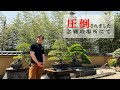 村雨と大宮盆栽美術館〜盆栽の見方や楽しみ方〜 Vlog75
