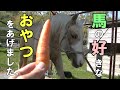 アリエル(馬)におやつ(馬の好きな食べ物ベスト5)をあげました。