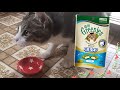 グリニーズ毛玉ケアおやつを食べて味に驚くサバシロ猫‼️【Greenies】