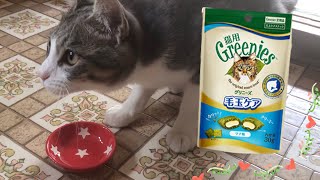 グリニーズ毛玉ケアおやつを食べて味に驚くサバシロ猫‼️【Greenies】