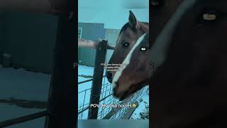10 Horse Moments That Will Crack You Up#EquineFails #HorseVideos #PetCompilation#HorseFails