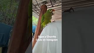 Churrito Chulo https://www.instagram.com/churritochulooficial?igsh=a2c3dnBjdjF5NHd6