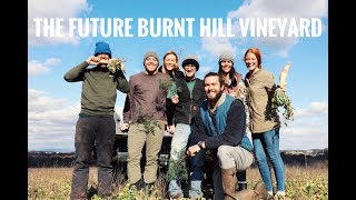 Burnt Hill Vineyard | Update!