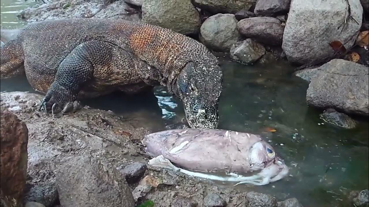 intelligence Komodo dragon attacks and swallows a large squid - YouTube
