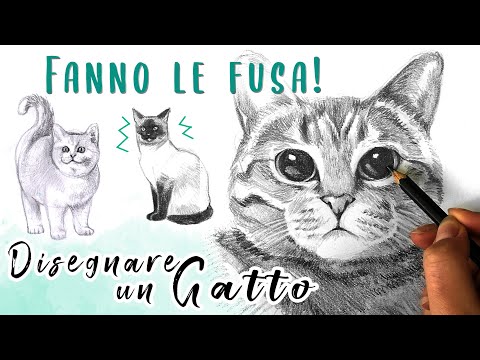 Video: Come Disegnare La Faccia Di Un Gatto