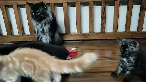 Watch the video about Mainecoon cats and kittens available at Chennai 7200966962