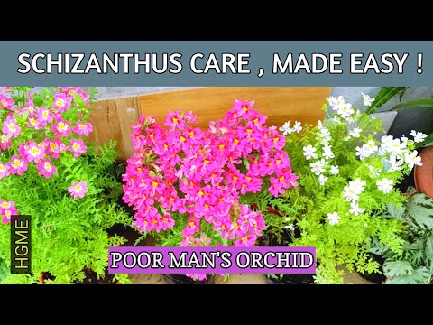 Video: Schizanthus Care. Ինչպես աճեցնել աղքատների խոլորձները