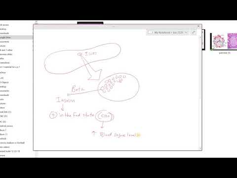 4 pancreas histology, alpha, beta, delta cells - YouTube