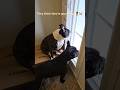 My dogs 🐕 think they are tough #dogs #frenchbulldog #bostonterrier #frenchie #puppy