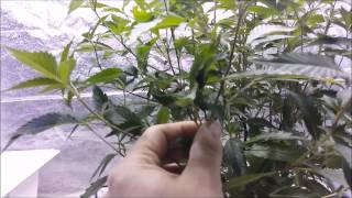 Cloning the Alienstardawg