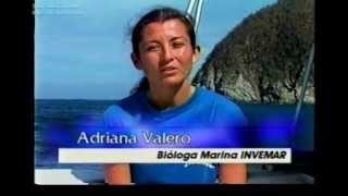 Bivalvos