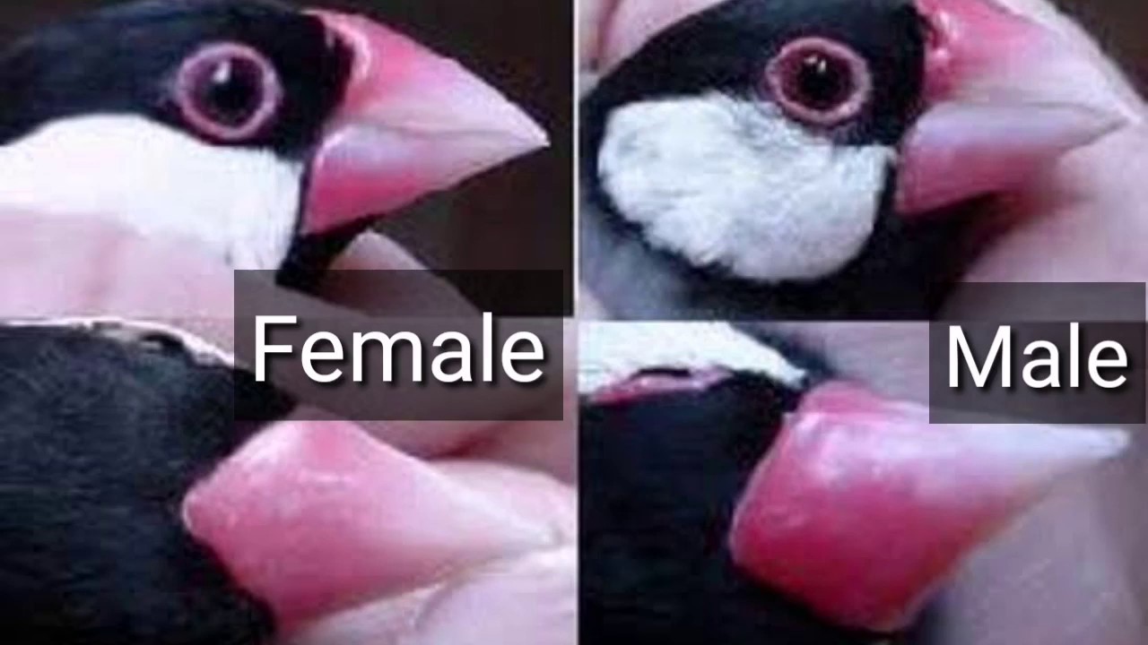 Java Finch Sparrow Male and Female Identify IN Urdu & Hindi 2020 YouTube