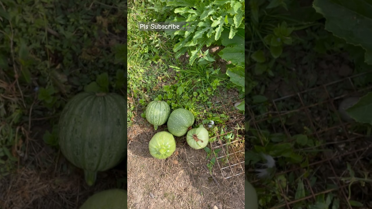 Harvesting round zucchini/tinda 🌱💚😋