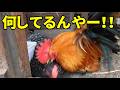 敵？味方？オス鶏の新入りメスへの態度に変化が…！？　387話目