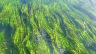 River Test at Longstock/Tales of the riverbank