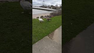 Dji Osmo Action 4 4K Video Test