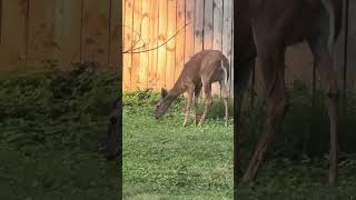 Like for deer