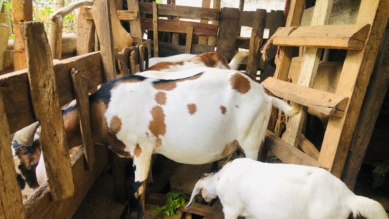 Producción de chivos se incrementa en el pais