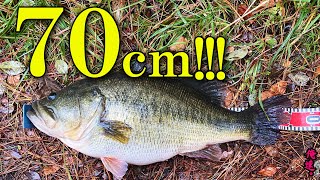 Shocking News] How to catch a 70cm fish in Lake Biwa. - YouTube