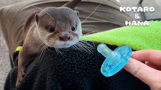 Funny Otter is Obsessed with Pacifier