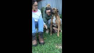 Acupressure to improve your dog's digestion