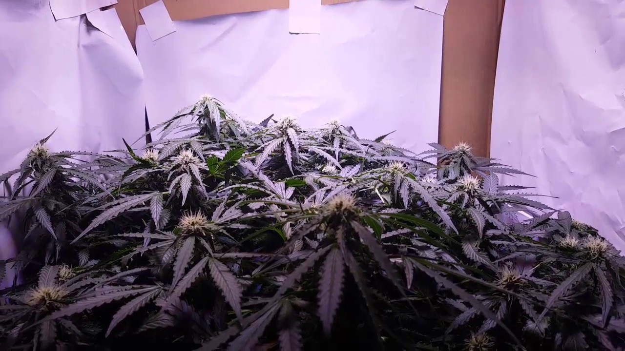 Day 64 Auto Ultimate Perfect Sun MINI lollipop filling in