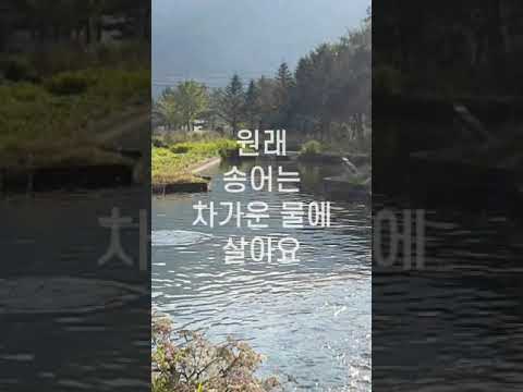 평창 50년 송어장인의 원복송어 #shorts