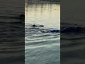 Learn breast stroke