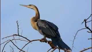 SOUND OF BIRDS SHOOT SNAKE CLEAR SOUND POWERFUL 100%